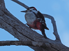 Dendrocopos major thanneri