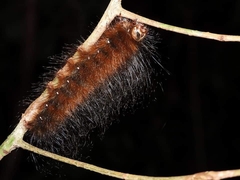 Sphingognatha asclepiades