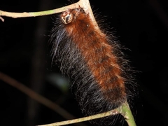 Sphingognatha asclepiades