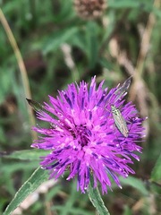 Oncotylus viridiflavus