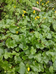 Ficaria verna bulbilifera