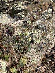 Draba ramosissima