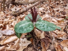 Trillium underwoodii