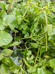 Ficaria verna bulbilifera