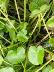 Ficaria verna bulbilifera