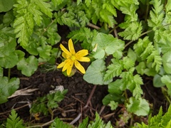 Ficaria verna bulbilifera