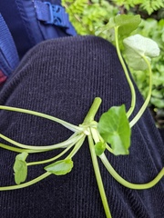 Ficaria verna bulbilifera