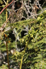 Eriophyes quadrifidus