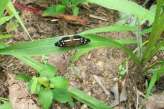 Anthanassa subota