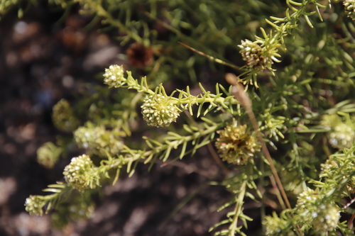 Image of Thesium scabrum by (c) Tony Rebelo, some rights reserved (CC BY-SA)