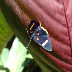 Melanis electron