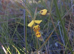 Diuris unica