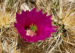 Echinocereus engelmannii