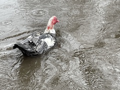 Cairina moschata domestica