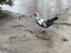 Cairina moschata domestica