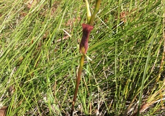 Cryptostylis hunteriana