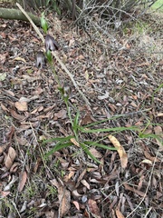 Fritillaria biflora biflora