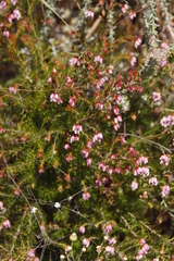 Erica subulata