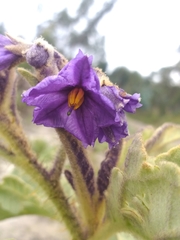 Solanum crinitipes