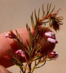 Erica subulata