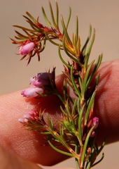 Erica subulata