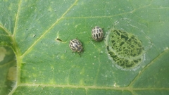Epilachna paenulata