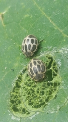 Epilachna paenulata