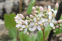 Pterostemon rotundifolius
