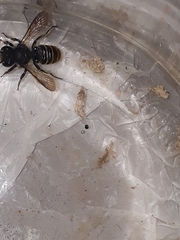 Megachile
