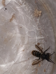 Megachile