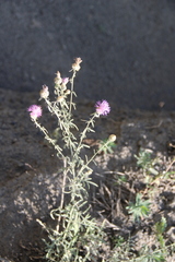 Centaurea transcaucasica