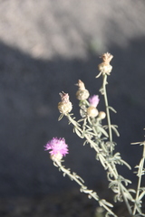 Centaurea transcaucasica