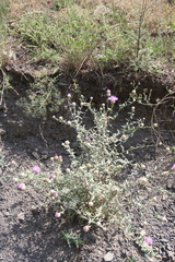 Centaurea transcaucasica