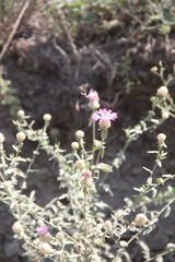 Centaurea transcaucasica