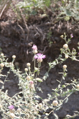Centaurea transcaucasica