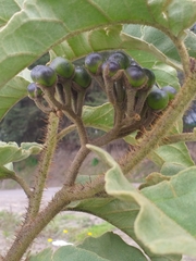 Solanum crinitipes