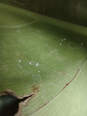 Chrysopidae