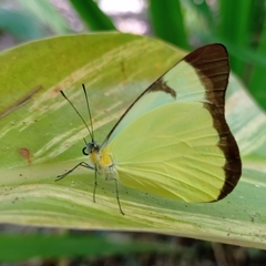 Lepidoptera