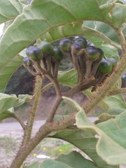 Solanum crinitipes
