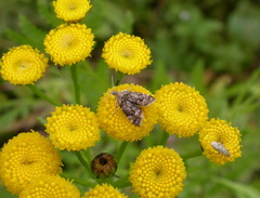 Prochoreutis sehestediana