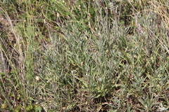 Psephellus trinervius