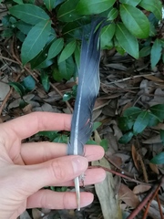 Columba palumbus palumbus