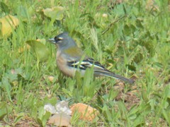 Fringilla coelebs africana