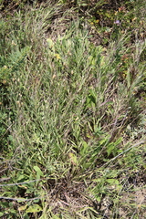 Psephellus trinervius