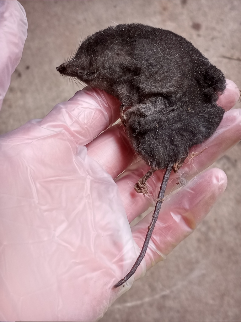 Marsh Shrew