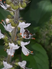 Anthophila