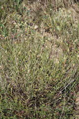 Psephellus trinervius