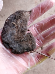 Sorex bendirii