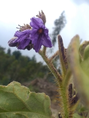 Solanum crinitipes