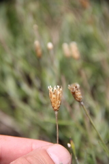 Psephellus trinervius